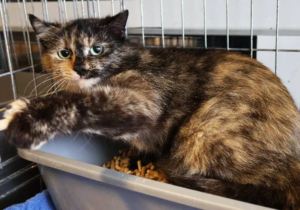 Znaleziono kota, Łódź, 10 czerwca 2025 (5/5)