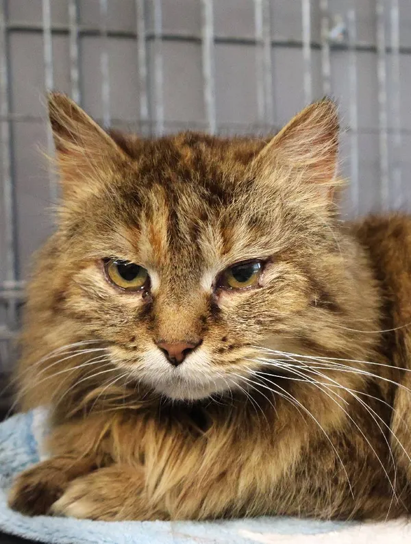 Znaleziono kota, Łódź, 10 czerwca 2025 (4/5)