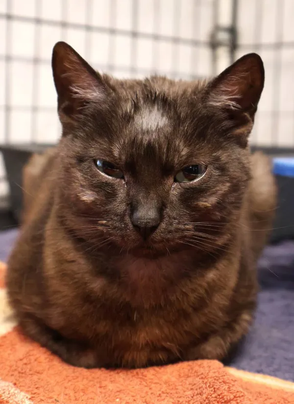 Znaleziono kota, Łódź, 10 czerwca 2025 (2/4)