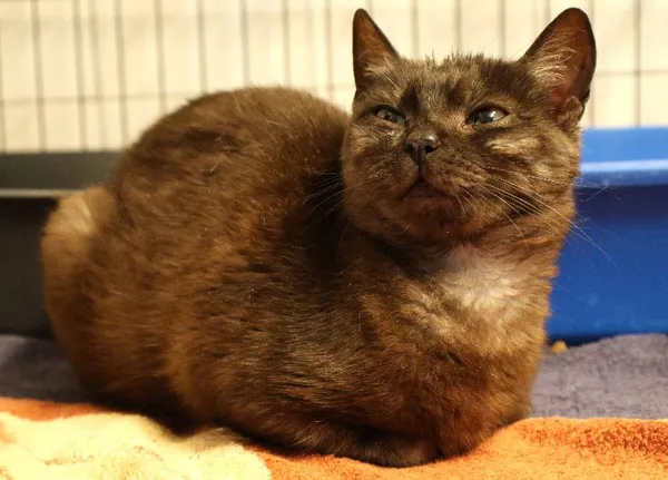 Znaleziono kota, Łódź, 10 czerwca 2025 (3/4)