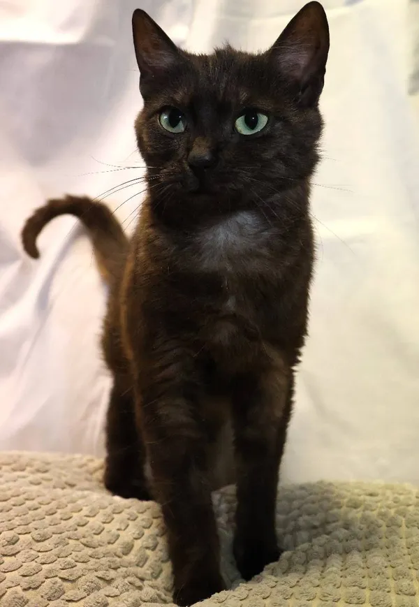 Znaleziono kota, Łódź, 10 czerwca 2025 (4/4)