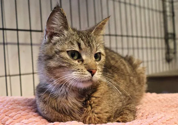 Znaleziono kota, Łódź, 10 czerwca 2025 (1/5)