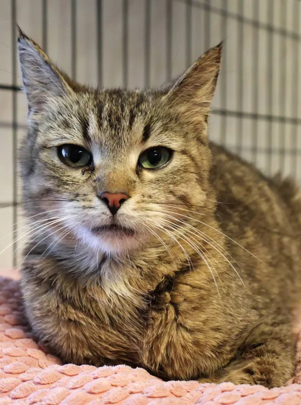 Znaleziono kota, Łódź, 10 czerwca 2025 (2/5)