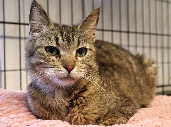 Znaleziono kota, Łódź, 10 czerwca 2025 (3/5)