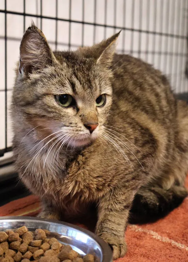 Znaleziono kota, Łódź, 10 czerwca 2025 (4/5)