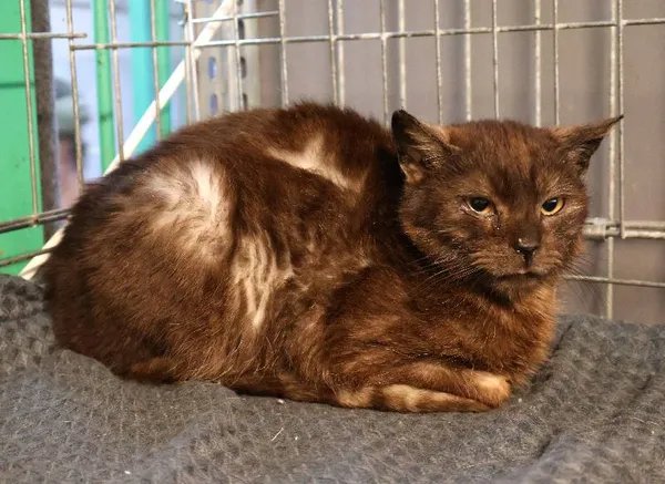 Znaleziono kota, Łódź, 10 czerwca 2025 (1/5)