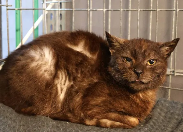 Znaleziono kota, Łódź, 10 czerwca 2025 (3/5)