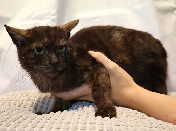 Znaleziono kota, Łódź, 10 czerwca 2025 (4/5)