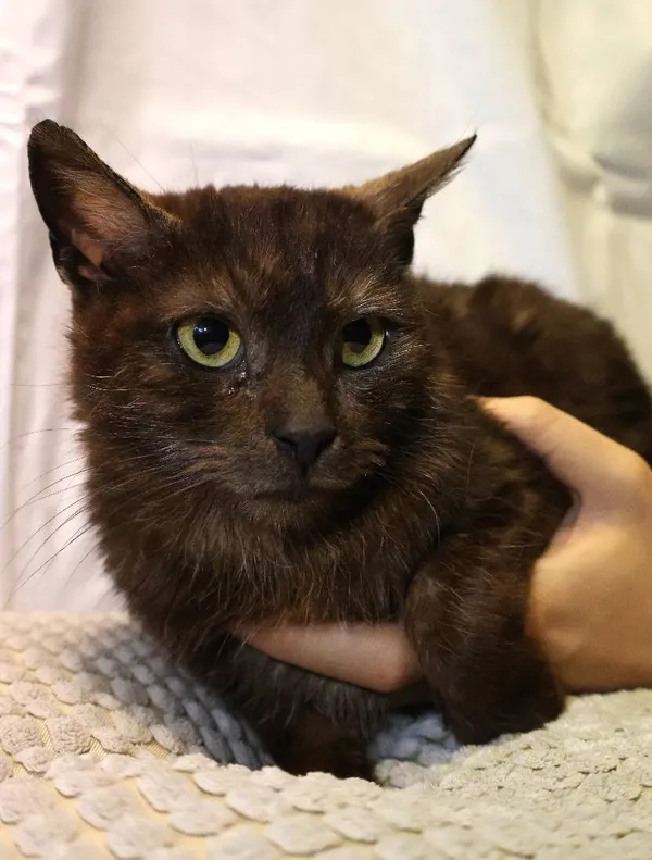 Znaleziono kota, Łódź, 10 czerwca 2025 (5/5)