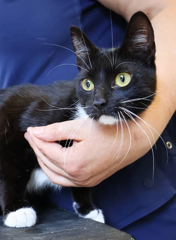 Znaleziono kota, Łódź, 12 czerwca 2025 (1/3)