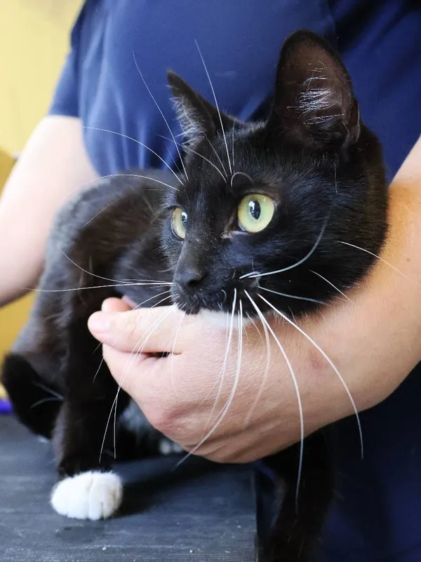 Znaleziono kota, Łódź, 12 czerwca 2025 (3/3)