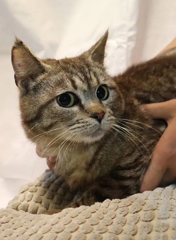 Znaleziono kota, Łódź, 10 czerwca 2025 (1/5)