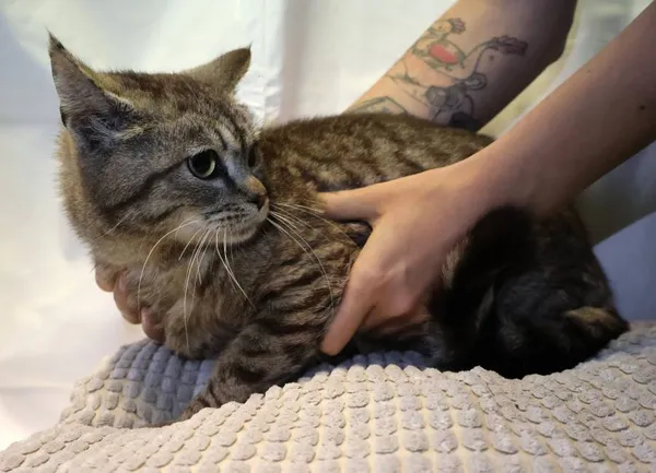 Znaleziono kota, Łódź, 10 czerwca 2025 (2/5)