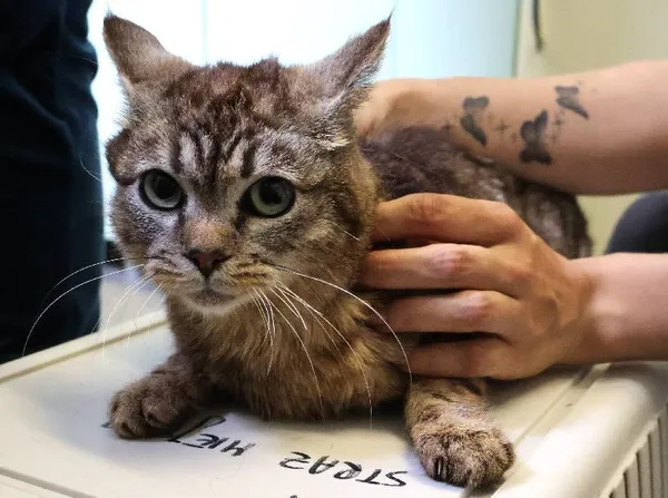 Znaleziono kota, Łódź, 10 czerwca 2025 (3/5)