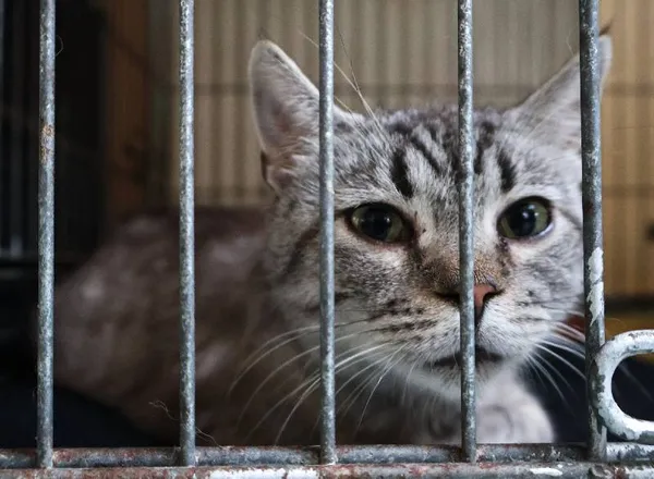 Znaleziono kota, Łódź, 10 czerwca 2025 (5/5)