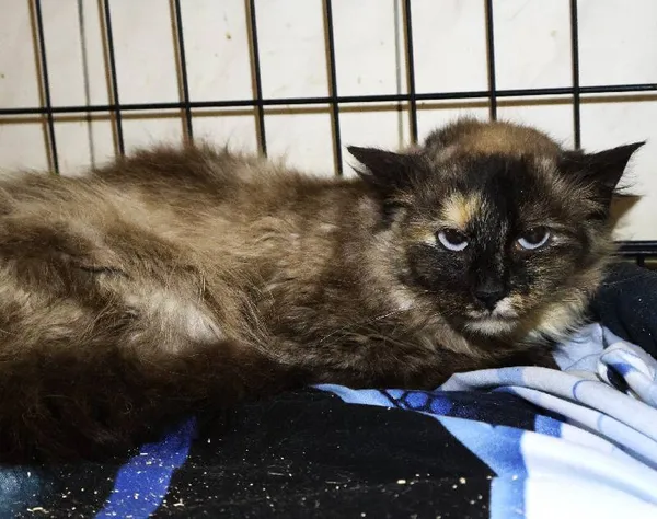 Znaleziono kota, Łódź, 10 czerwca 2025 (3/5)