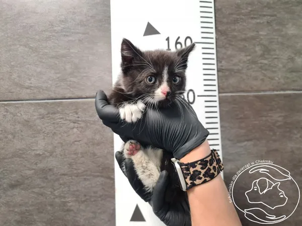 Znaleziono kota, Chełmek, 12 czerwca 2025