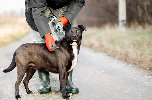 Oddam psa, Gdańsk, Wrzeszcz Dolny, 13 czerwca 2025 (2/5)