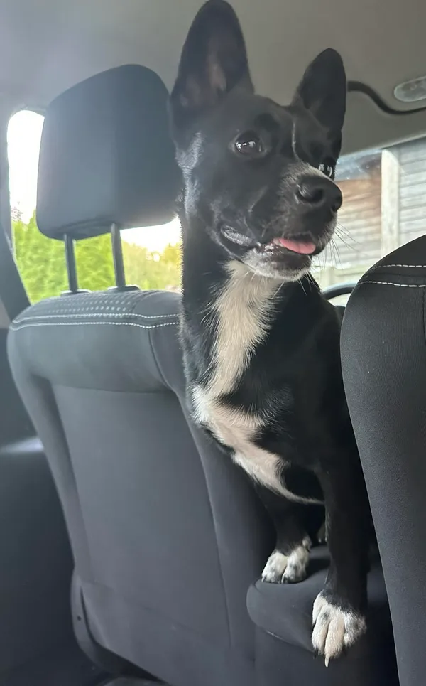 Zaginął pies, Miedźno, 13 czerwca 2025 (1/2)