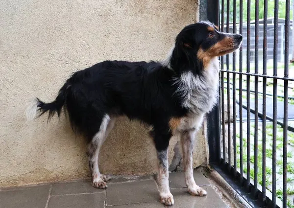 Znaleziono psa, Łódź, 10 czerwca 2025 (1/5)