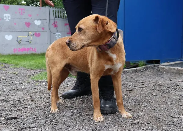 Znaleziono psa, Łódź, 10 czerwca 2025 (2/5)