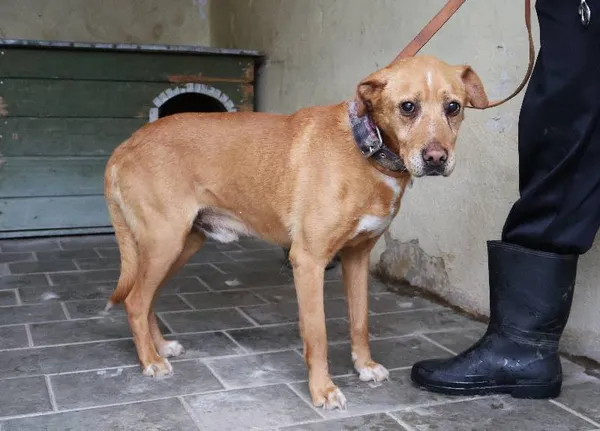 Znaleziono psa, Łódź, 10 czerwca 2025 (3/5)