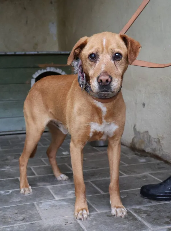 Znaleziono psa, Łódź, 10 czerwca 2025 (4/5)