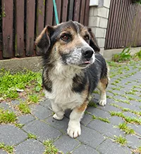 Znaleziono psa, Siedlce, 12 czerwca 2025