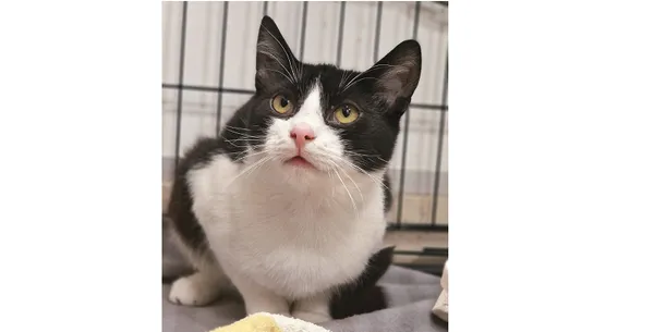 Kot do adopcji, Wrocław, 5 stycznia 2025