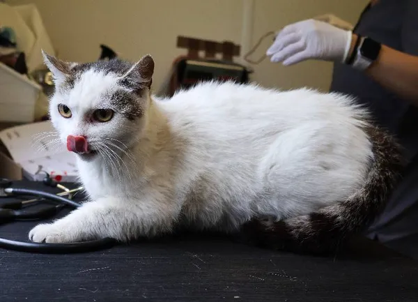 Znaleziono kota, Łódź, 13 czerwca 2025 (1/2)