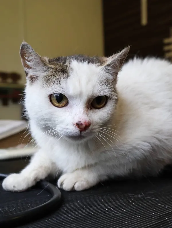 Znaleziono kota, Łódź, 13 czerwca 2025 (2/2)