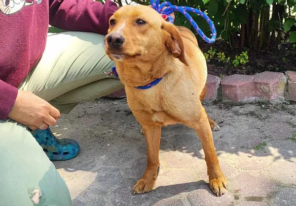 Znaleziono psa, Toruń, 13 czerwca 2025