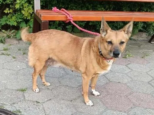 Znaleziono psa, Toruń, 12 czerwca 2025