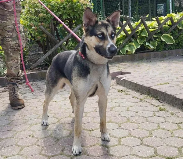 Znaleziono psa, Toruń, 12 czerwca 2025