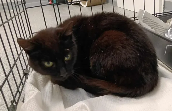 Znaleziono kota, Toruń, 12 czerwca 2025