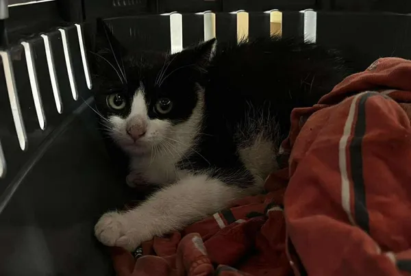 Znaleziono kota, Toruń, 11 czerwca 2025