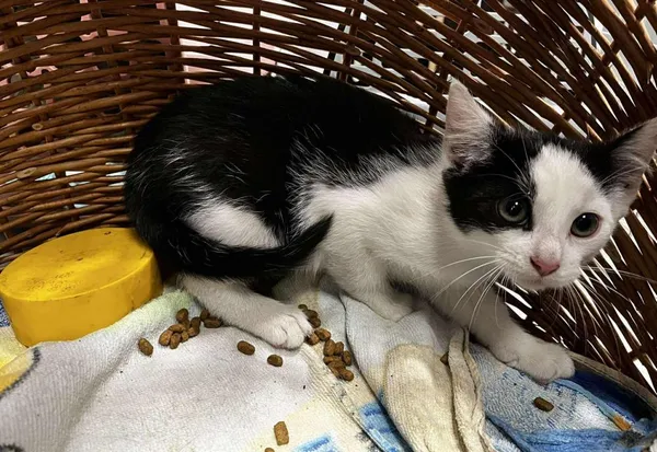 Znaleziono kota, Toruń, 11 czerwca 2025