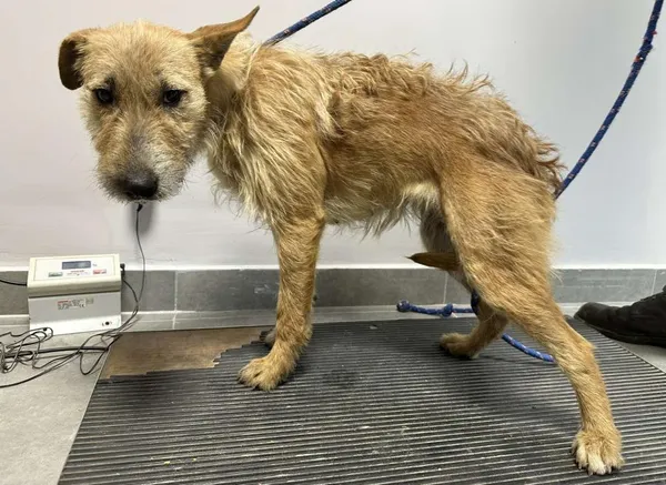 Znaleziono psa, Toruń, 10 czerwca 2025