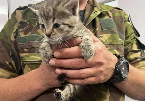 Znaleziono kota, Toruń, 9 czerwca 2025