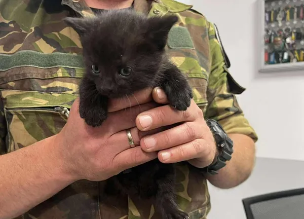 Znaleziono kota, Toruń, 9 czerwca 2025