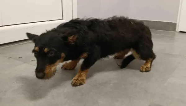 Znaleziono psa, Toruń, 9 czerwca 2025