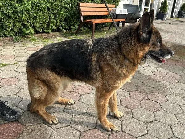 Znaleziono psa, Toruń, 9 czerwca 2025