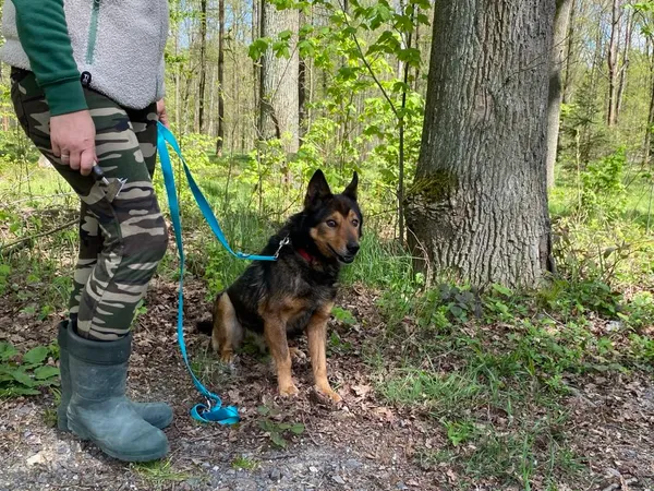 Pies do adopcji, gmina Platerówka, 13 czerwca 2025 (2/3)