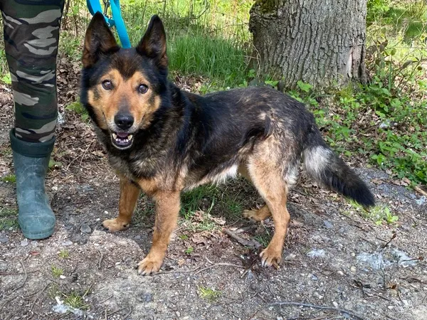 Pies do adopcji, gmina Platerówka, 13 czerwca 2025 (3/3)