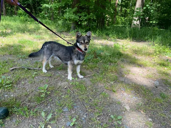 Pies do adopcji, gmina Platerówka, 13 czerwca 2025