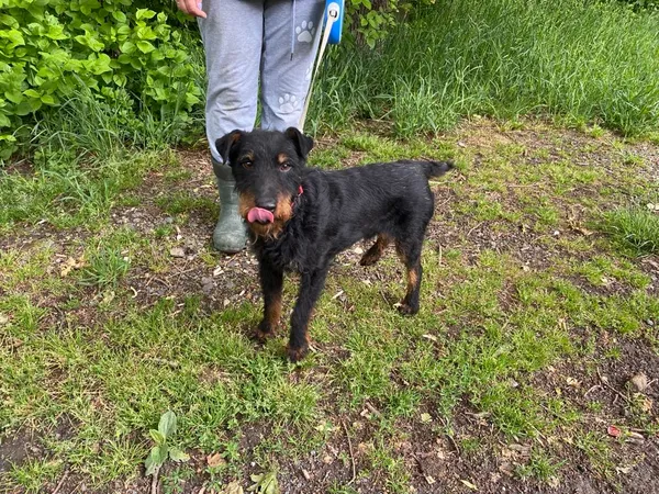 Pies do adopcji, gmina Platerówka, 13 czerwca 2025 (1/2)