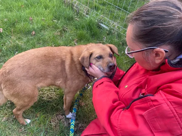 Pies do adopcji, gmina Platerówka, 13 czerwca 2025 (1/3)