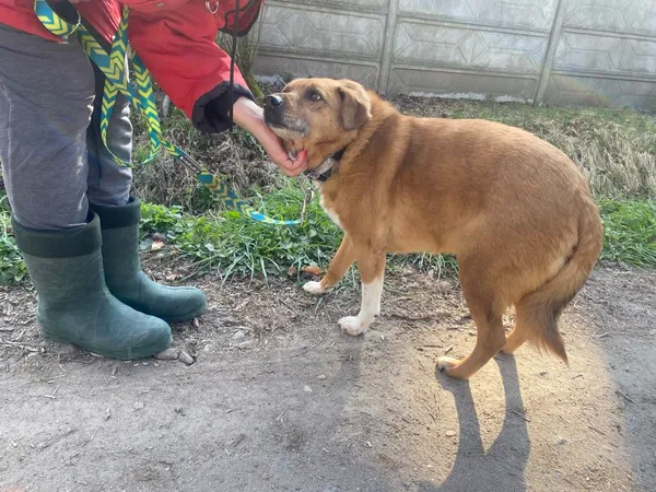 Pies do adopcji, gmina Platerówka, 13 czerwca 2025 (2/3)