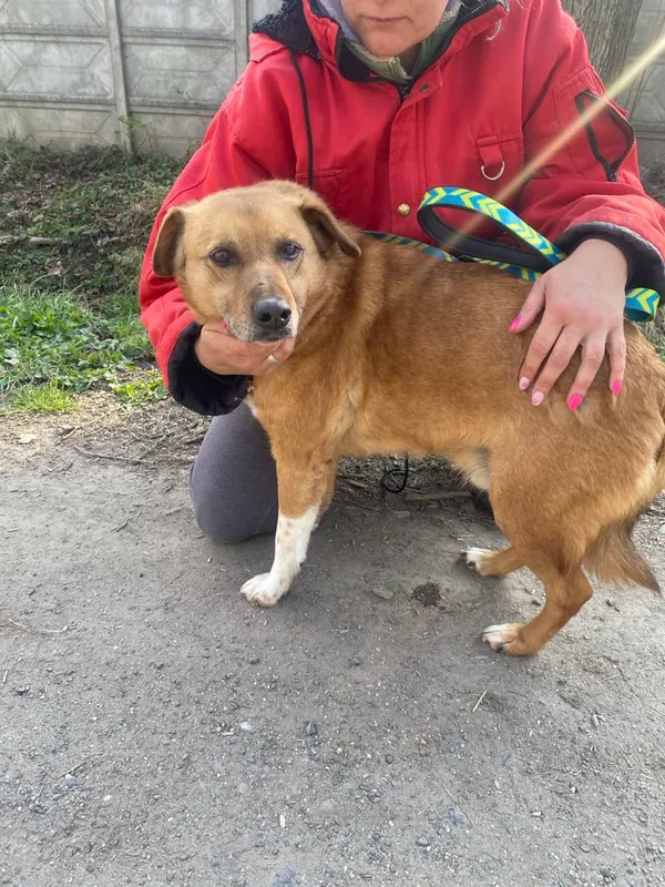 Pies do adopcji, gmina Platerówka, 13 czerwca 2025 (3/3)