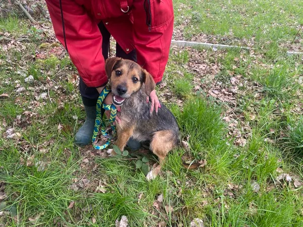 Pies do adopcji, gmina Platerówka, 13 czerwca 2025 (1/2)